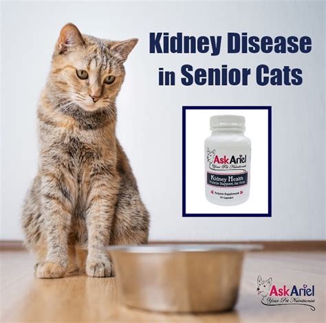Helping senior cat with kidney disease
